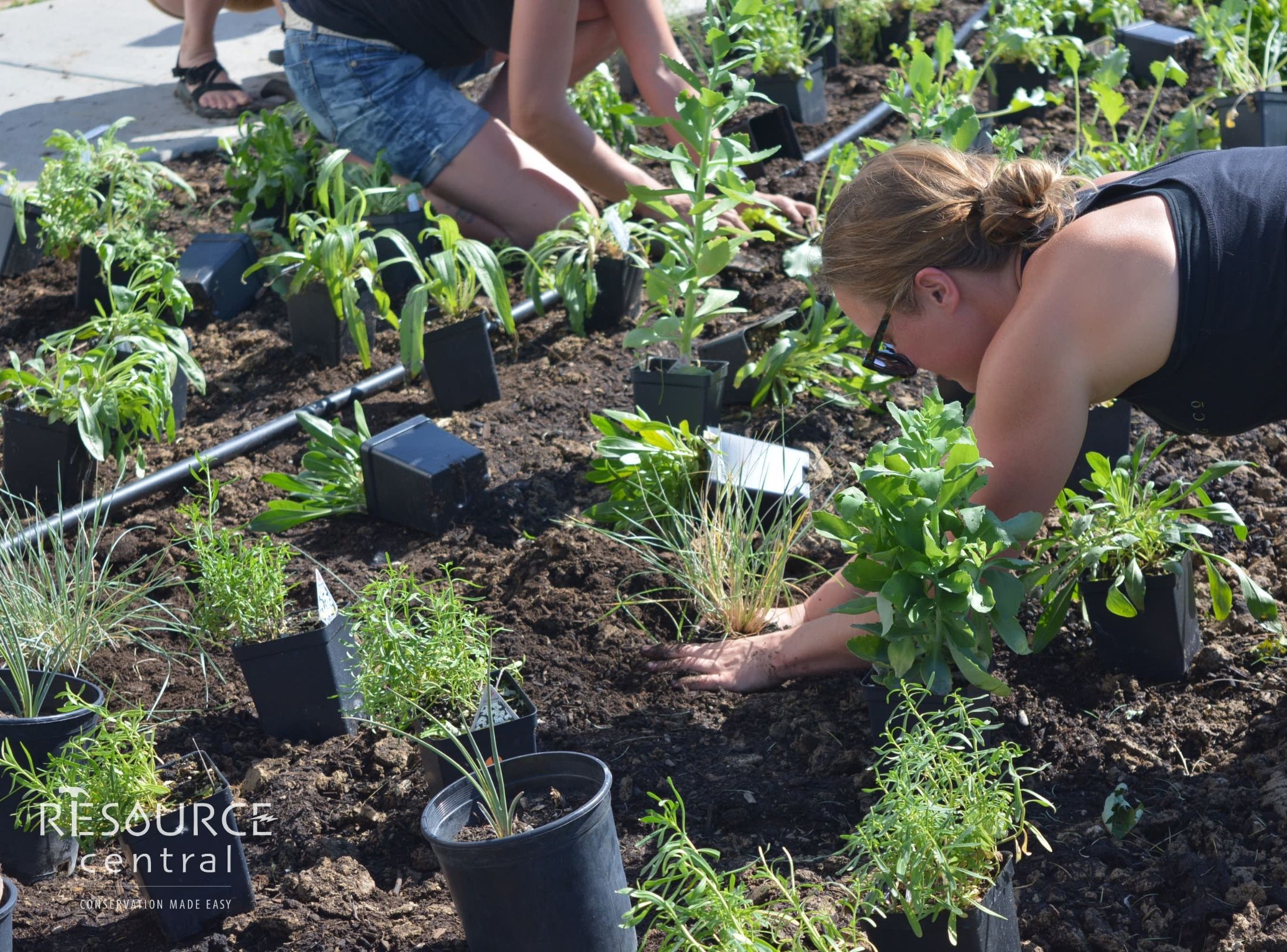 People plant plants from a Garden in a Box kit
