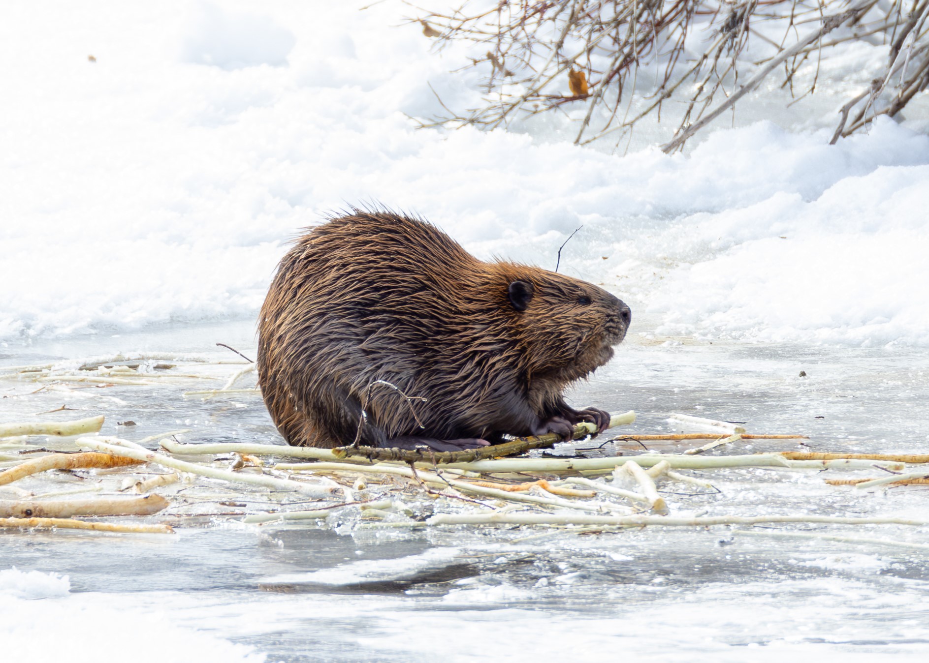 An image of a beaver sitting on a frozen river with a piece of wood in its hands.