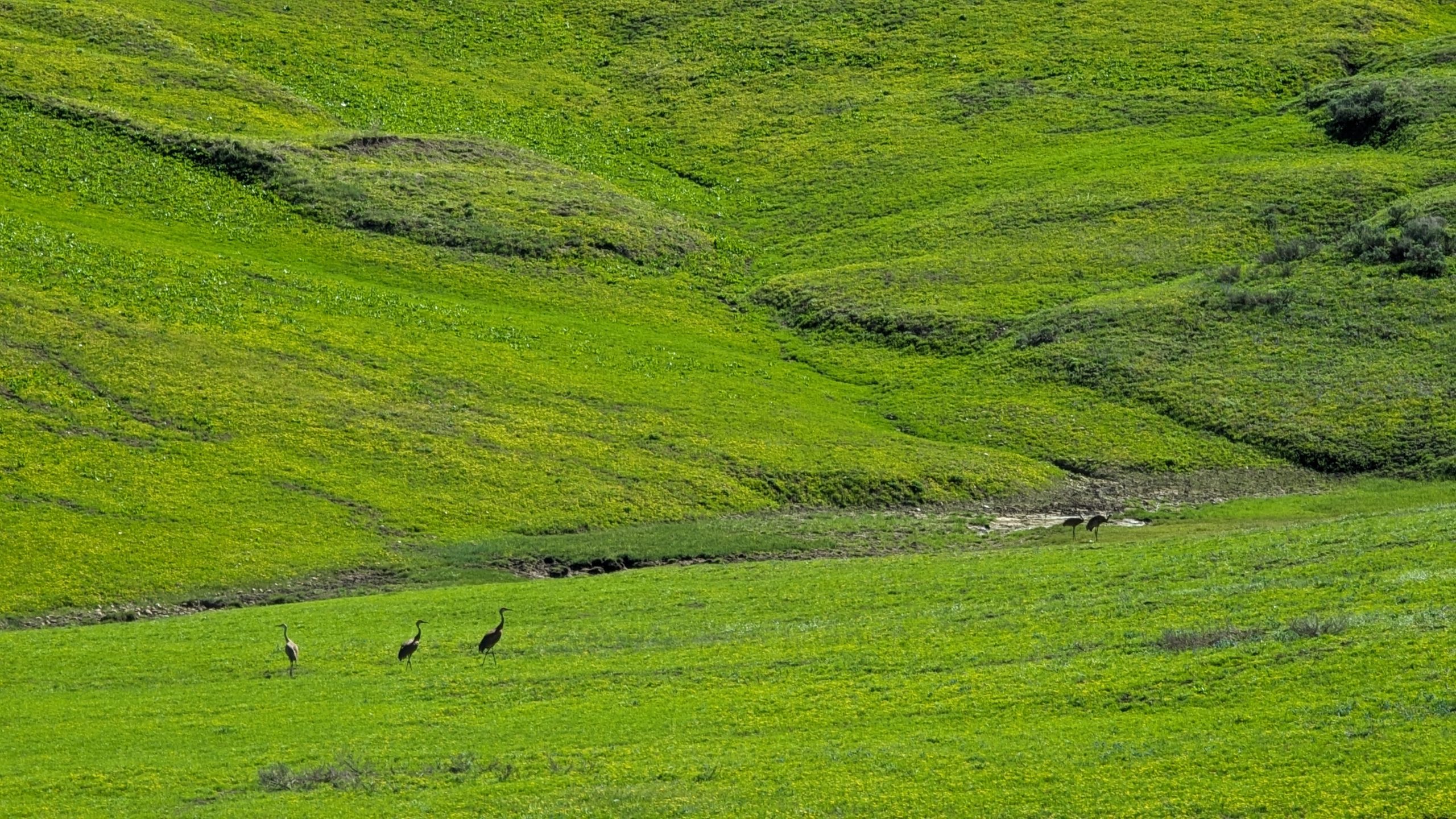 A green wet meadow with four sandhill cranes wandering through.