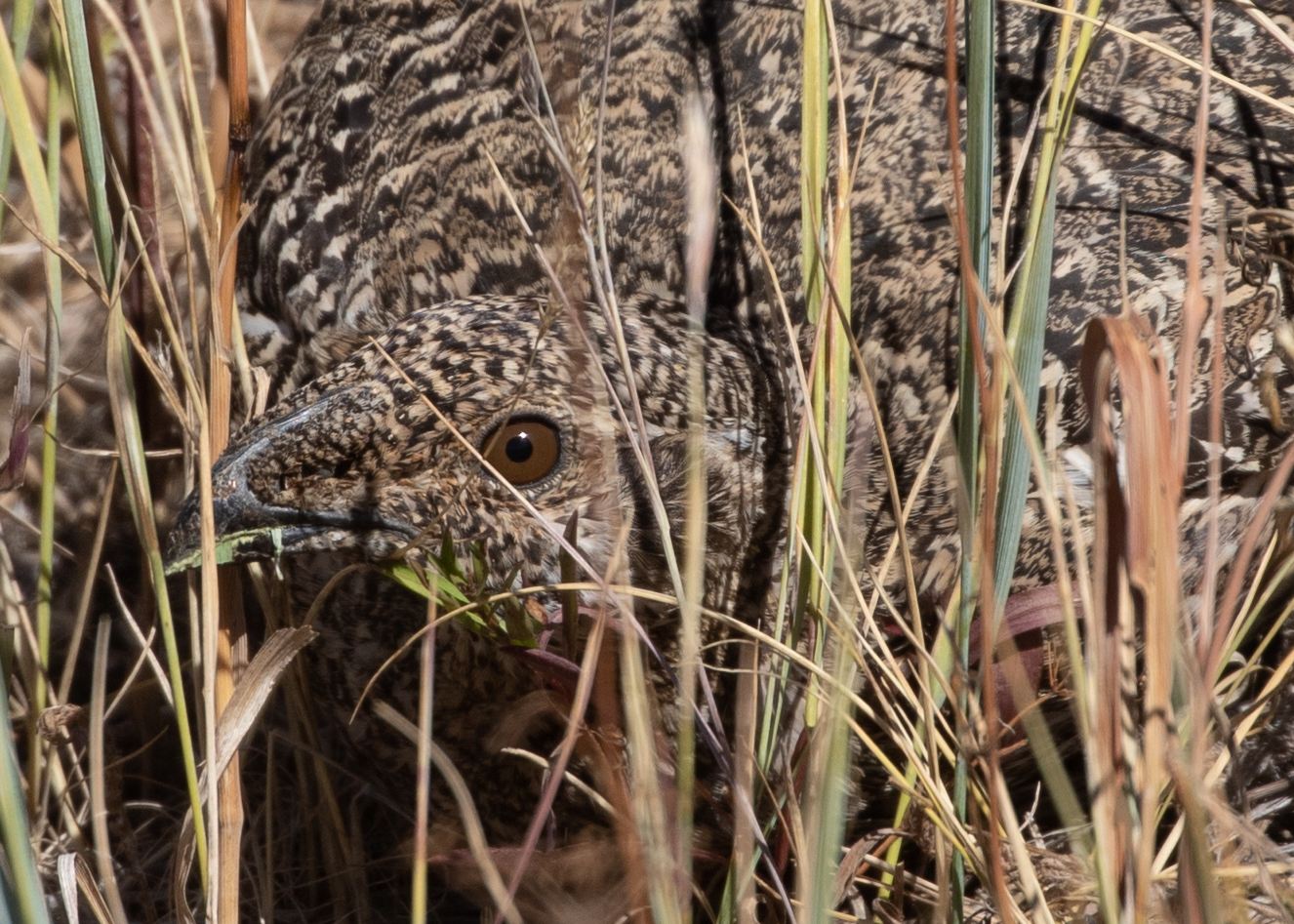 A brown bird with a brown eye pokes its head through the grass.
