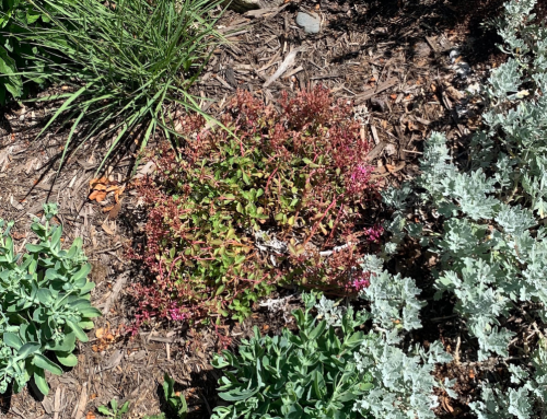 Talking Green: 3 important ways to conserve water this summer