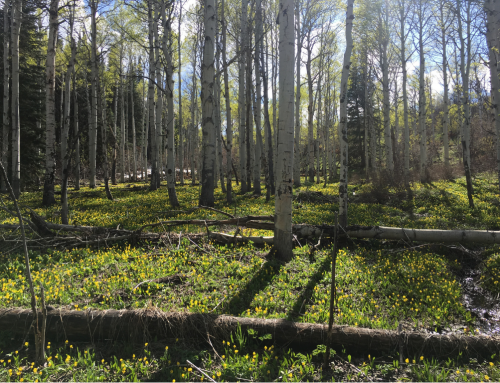 Join YVSC and partners for an Earth Day Celebration