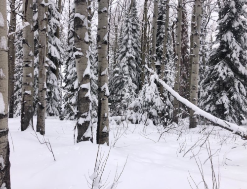 Rising Leader Perspective: CMC Sustainability Club