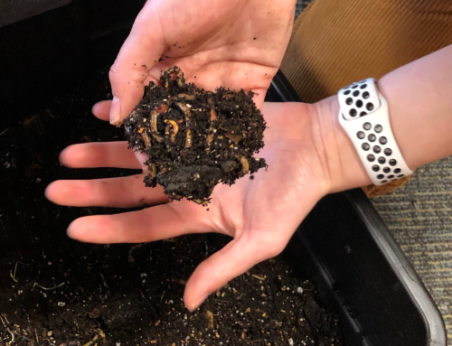 Intern Highlight: Composting 101