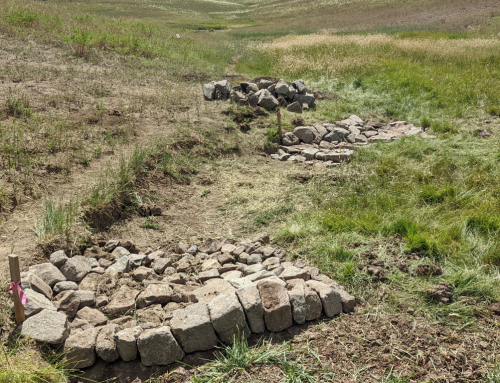 Intern Highlight: Wet Meadows & the Importance of Sage Grouse