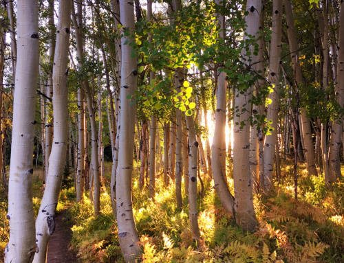 Intern Highlight: Which Climate Change Audience Are You?