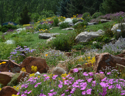 YVSC seeking applicants for turf replacement money