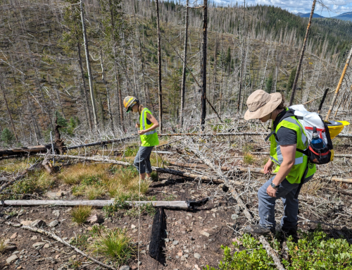 Healthy Forests: Mountain trees