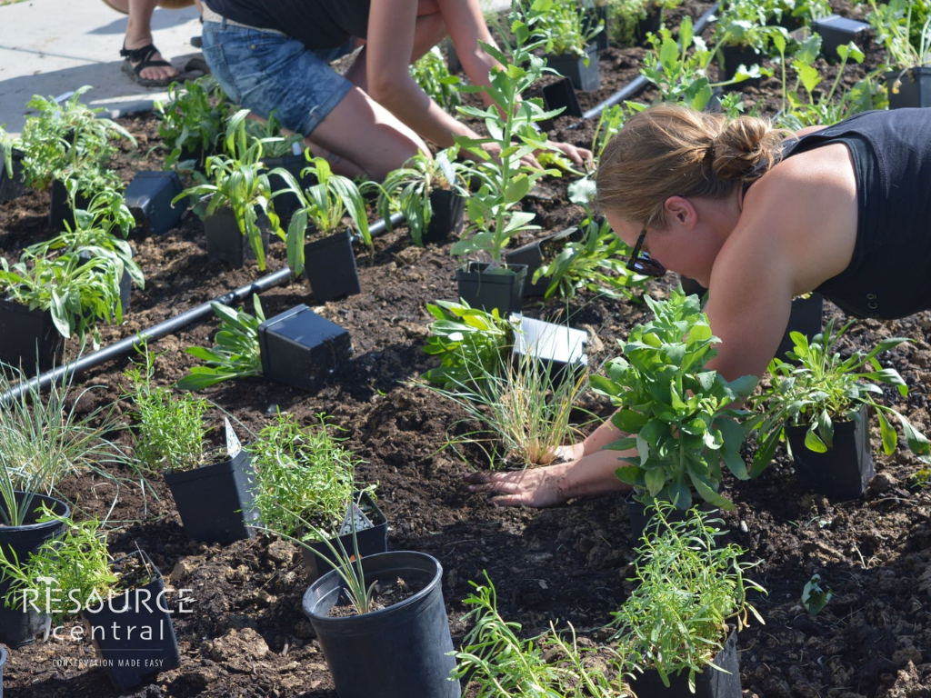 people plant plants from a Garden in a Box kit