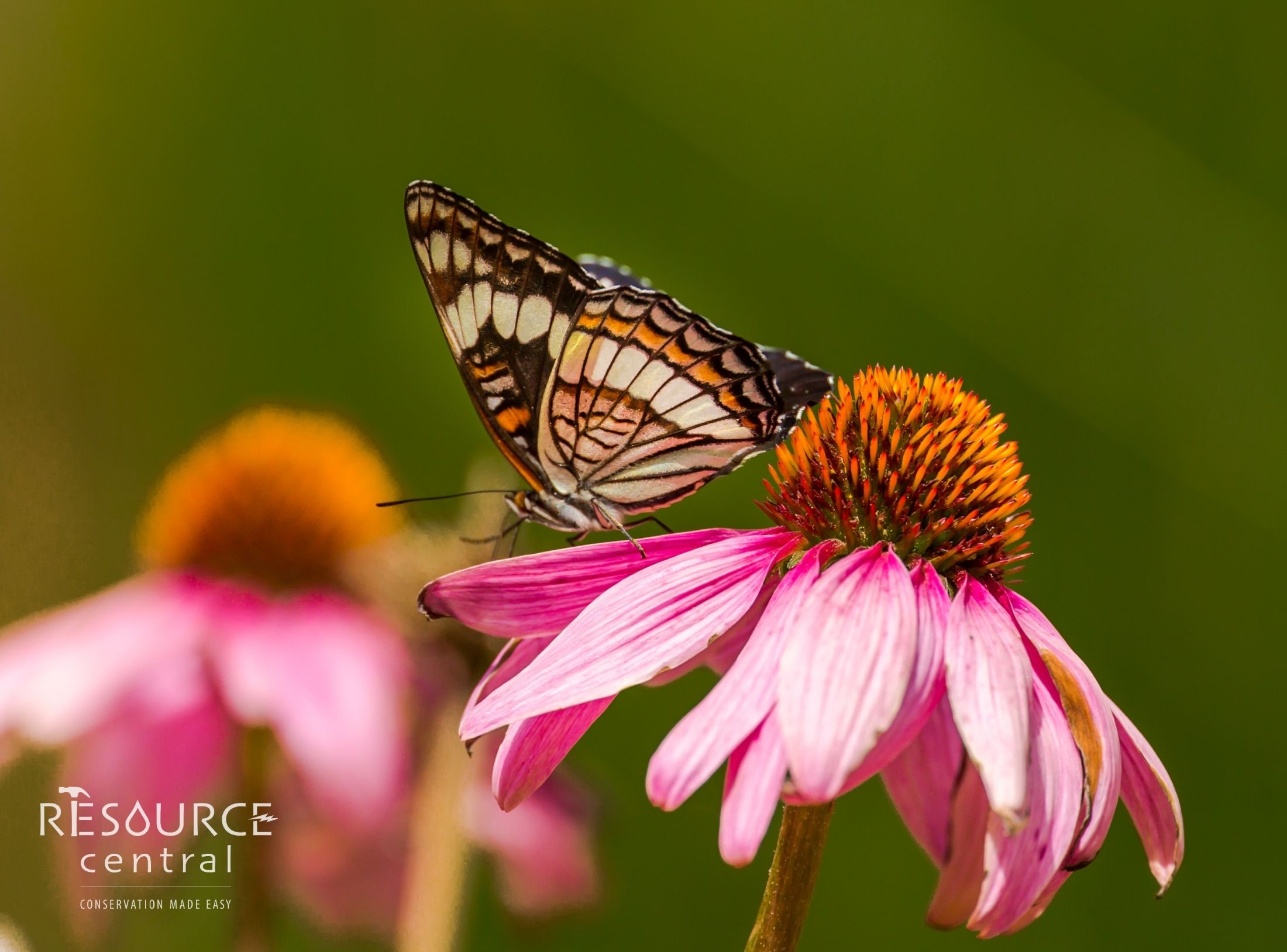 a butterfly lands on a coneflower.