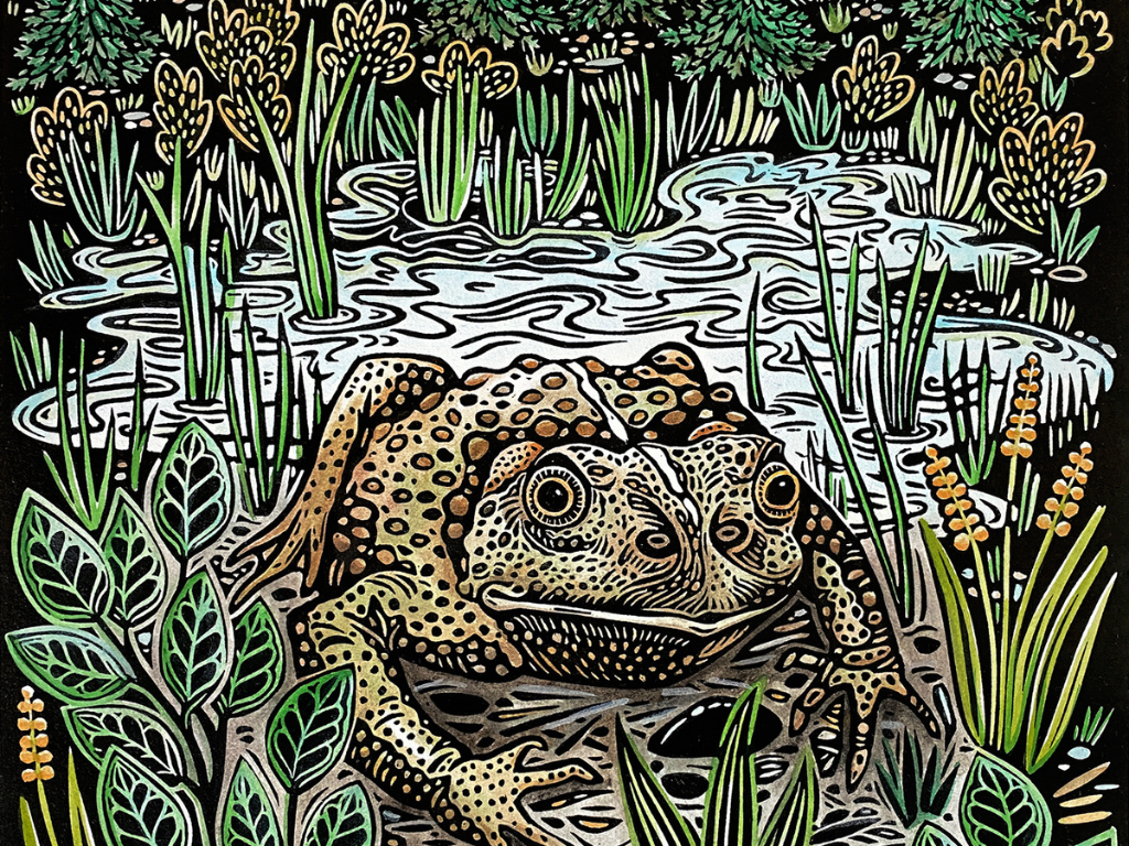 A green linocut image of a boral toad relaxing in water and grass.