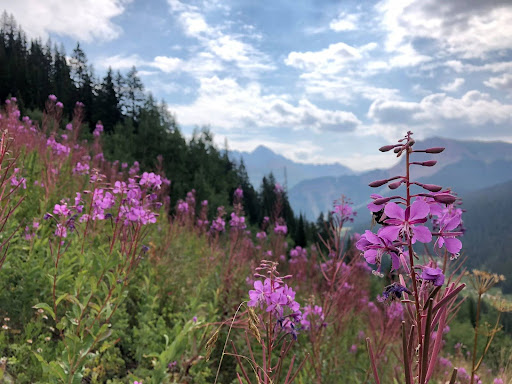 Picture of purple flowers on a mountainside with mountains and sky in the background.