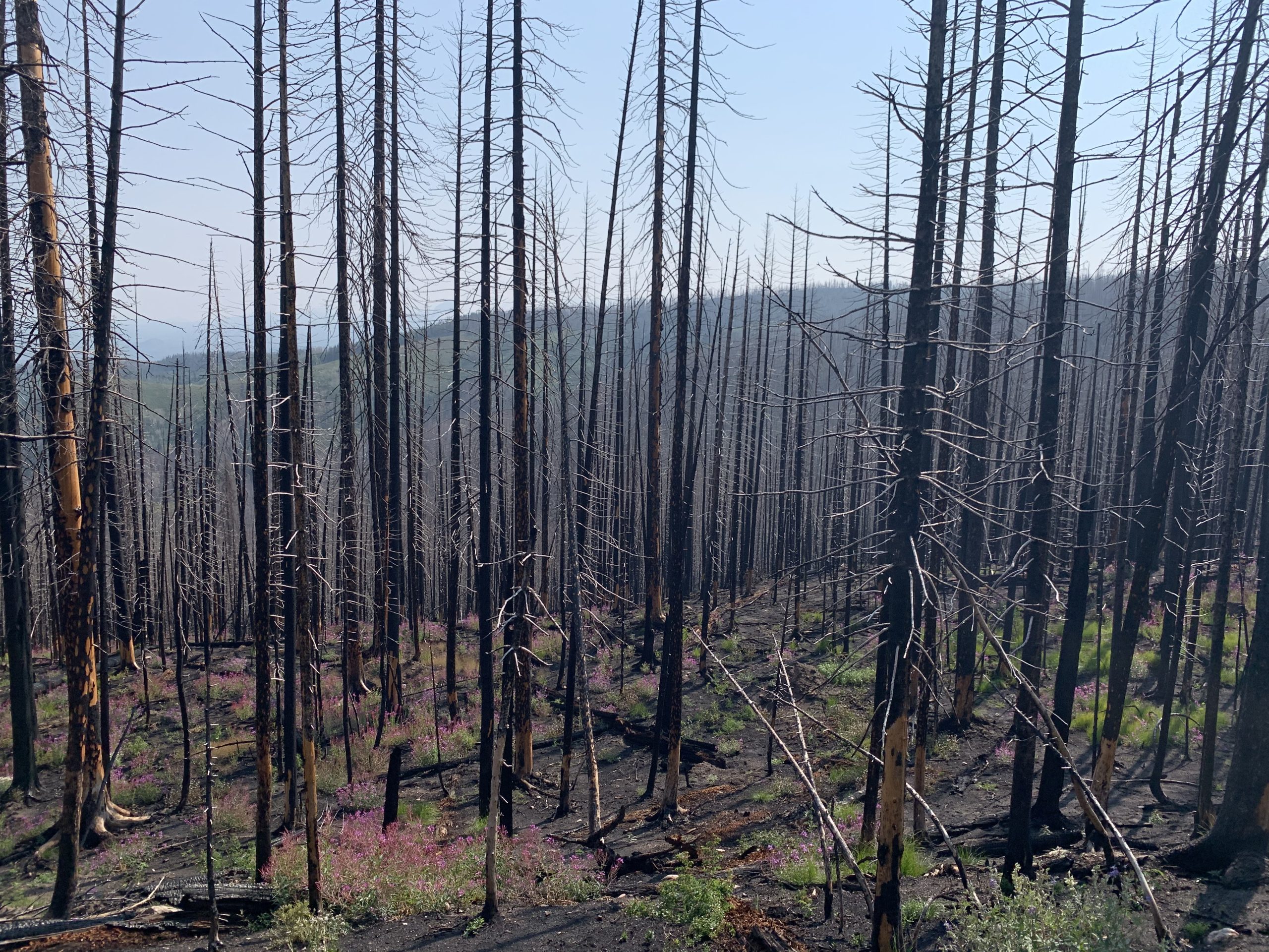 Forest of blackened trees with purple fireweed flowers growing on the ground.