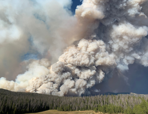Forest Resilience: The effects of fire, climate change, and how you can help