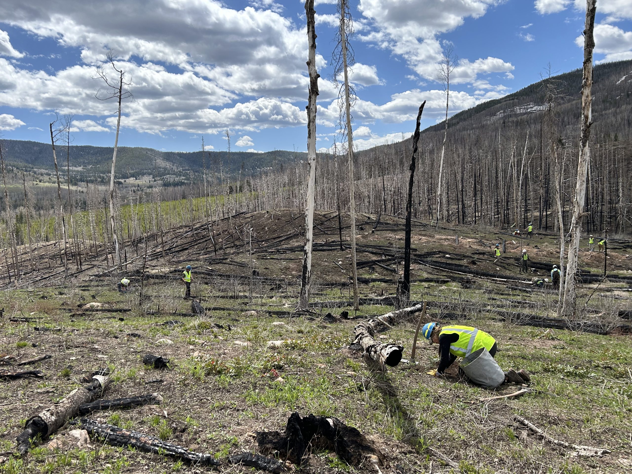 Volunteers in yellow vests plant saplings in a forest that has burned.