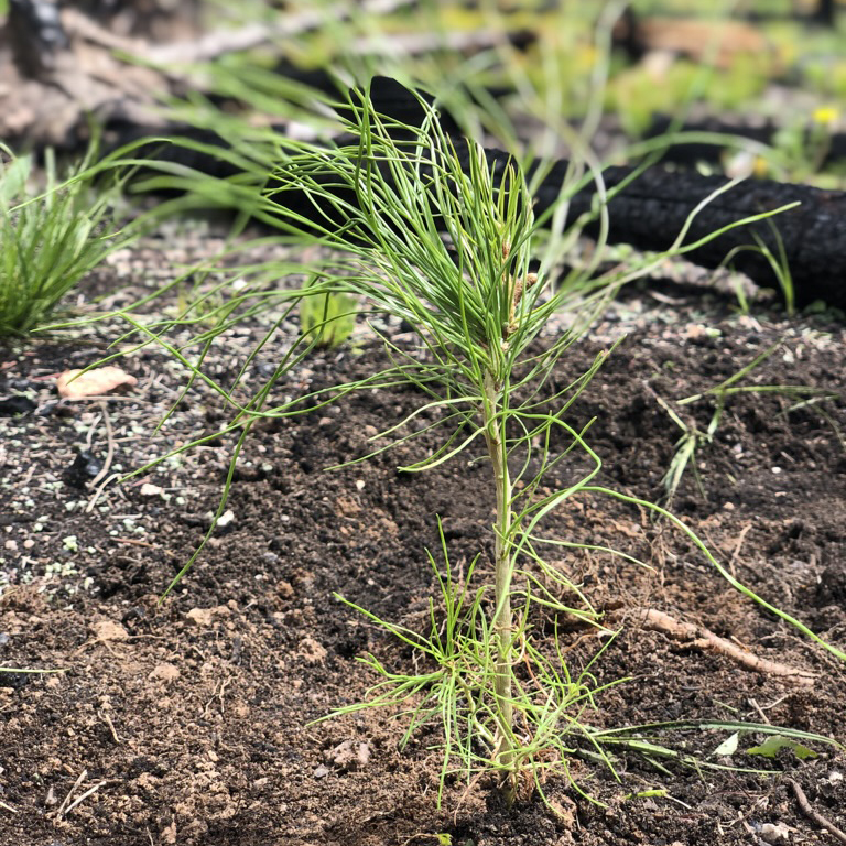 A green lodgepole pine seedling in dirt.