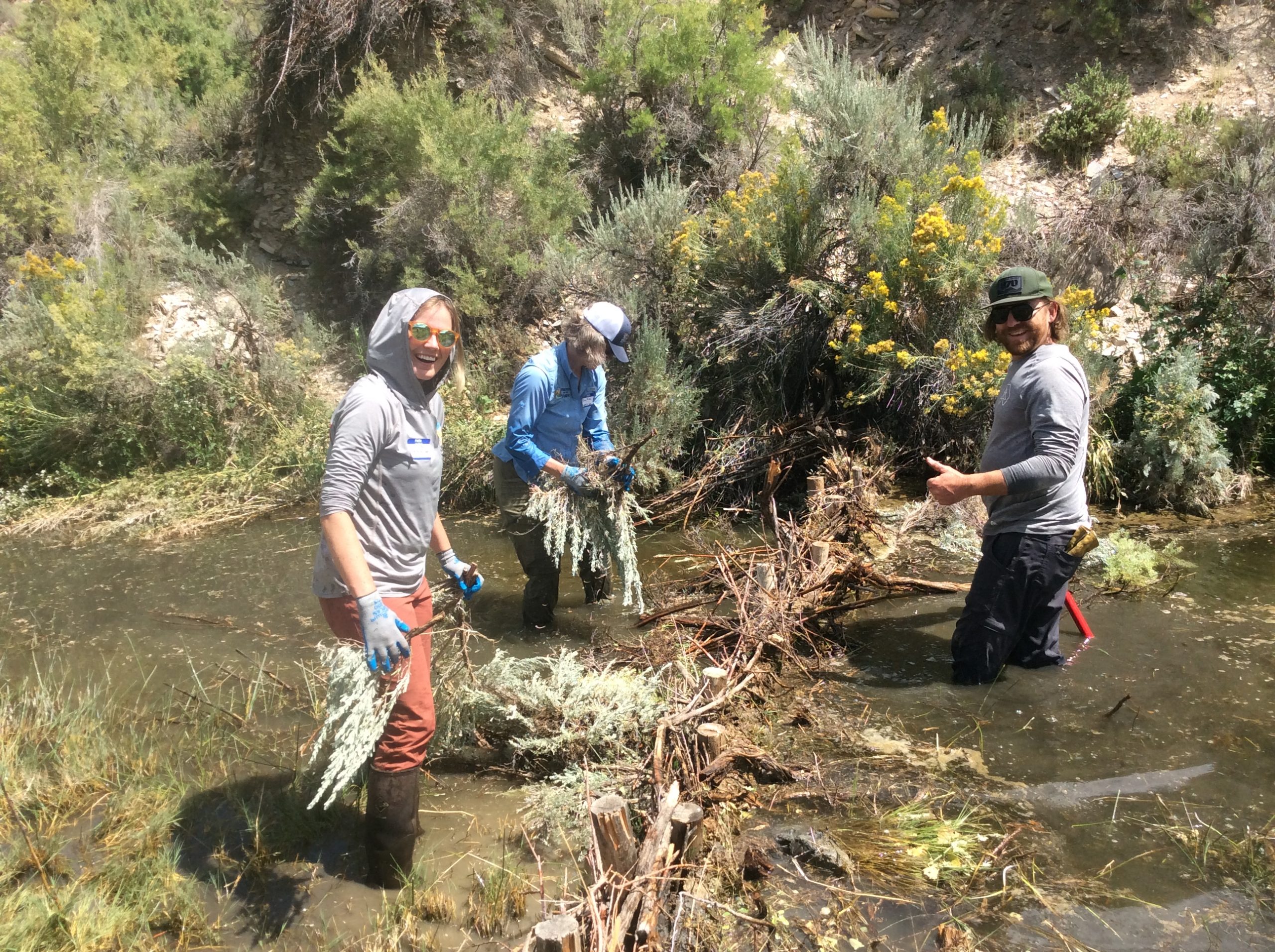 Three people stand in a river with a beaver dam analog in the middle, and are adding sticks to the analog.